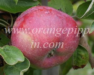 Cortland apple from Ontario