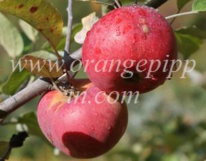 Organic Cortland apples in New Hampshire