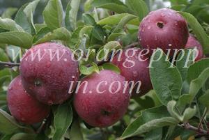 Empire apples, Quebec