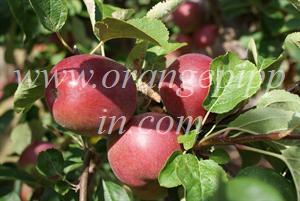 McIntosh apples, Brogdale Farm, UK