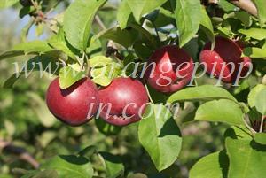 McIntosh apples, Eastern Townships, Quebec
