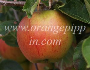 Cox's Orange Pippin at the National Fruit Collection, Kent, England