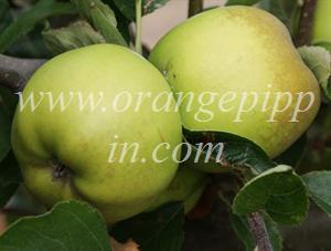 Grimes Golden at the UK National Fruit Collection