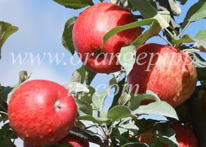 Apple Honeycrisp Tasting Notes Identification Reviews