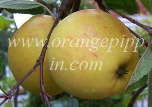 James Grieve apples