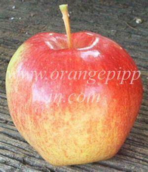 Anna apples model