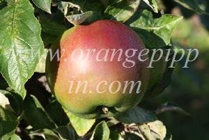 Granny Smith showing red coloration which can arise in some climates