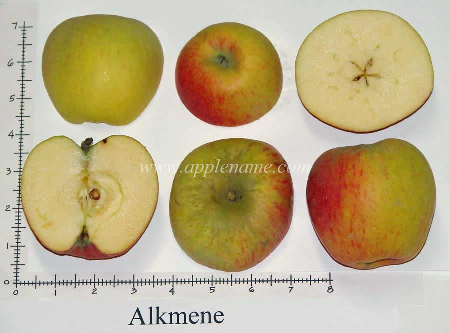 Alkmene apple identification