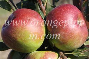 Baumann's Reinette apples