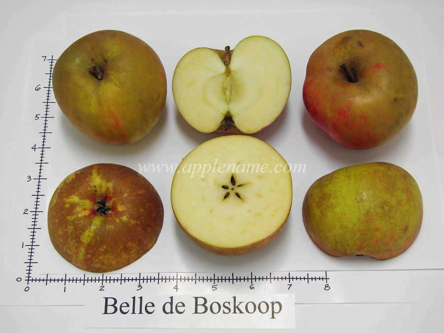 Belle de Boskoop apple identification