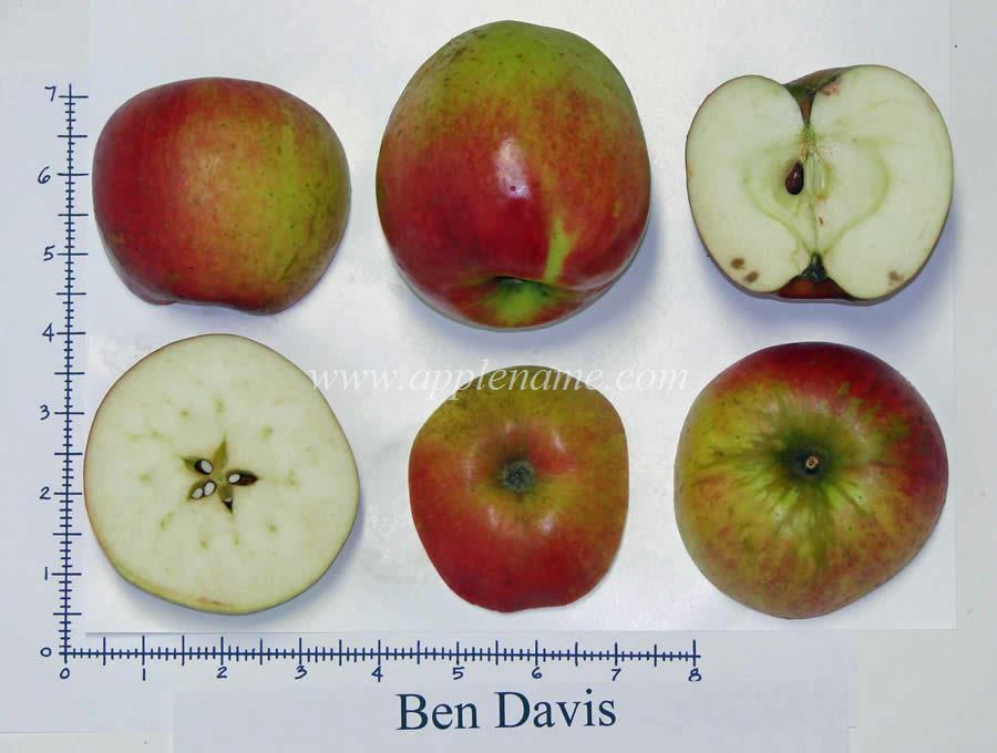Ben Davis apple identification
