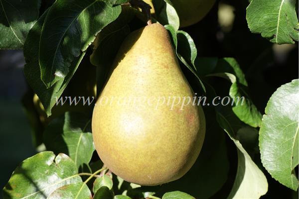 pear note review