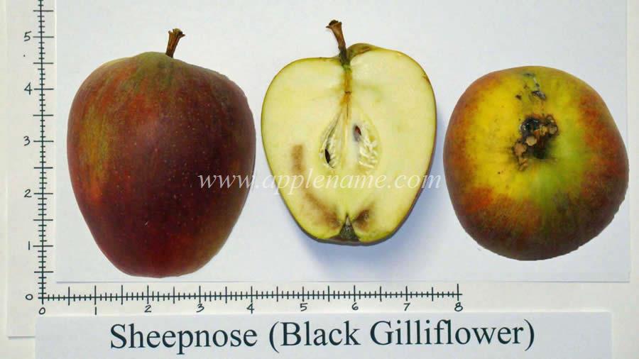 Black Gilliflower apple identification