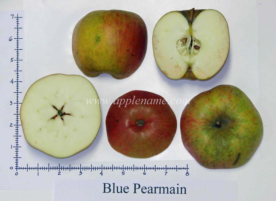 Blue Pearmain apple identification