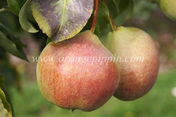pear note review