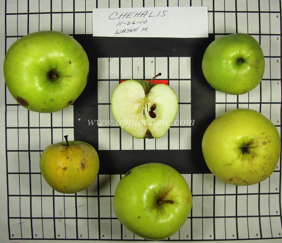 Chehalis apple identification