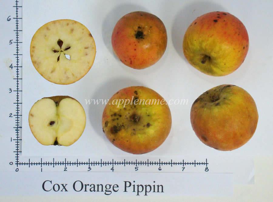 Cox's Orange Pippin apple identification