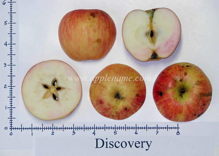 Discovery apple identification