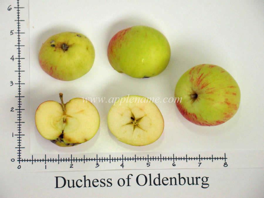 Duchess of Oldenburg apple identification