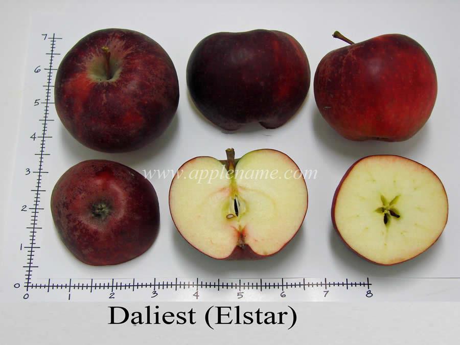 Elstar apple identification