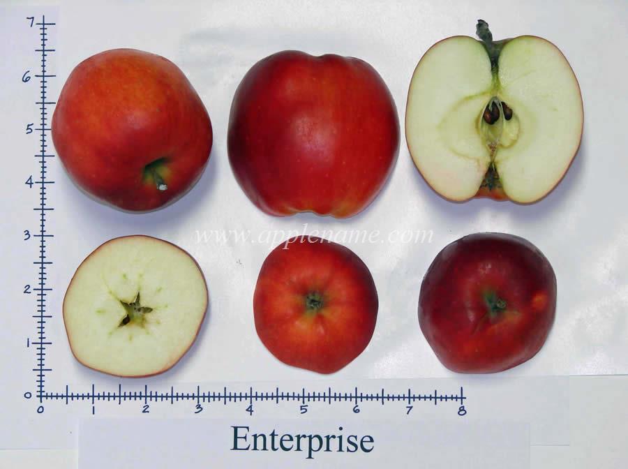 Enterprise apple identification