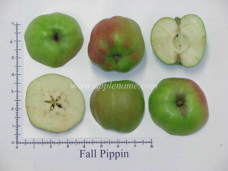 Fall Pippin apple identification