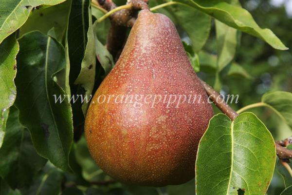 pear note review