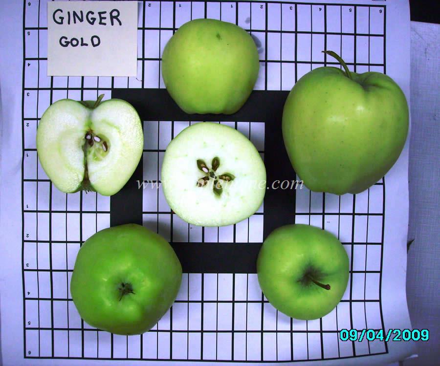 Ginger Gold apple identification