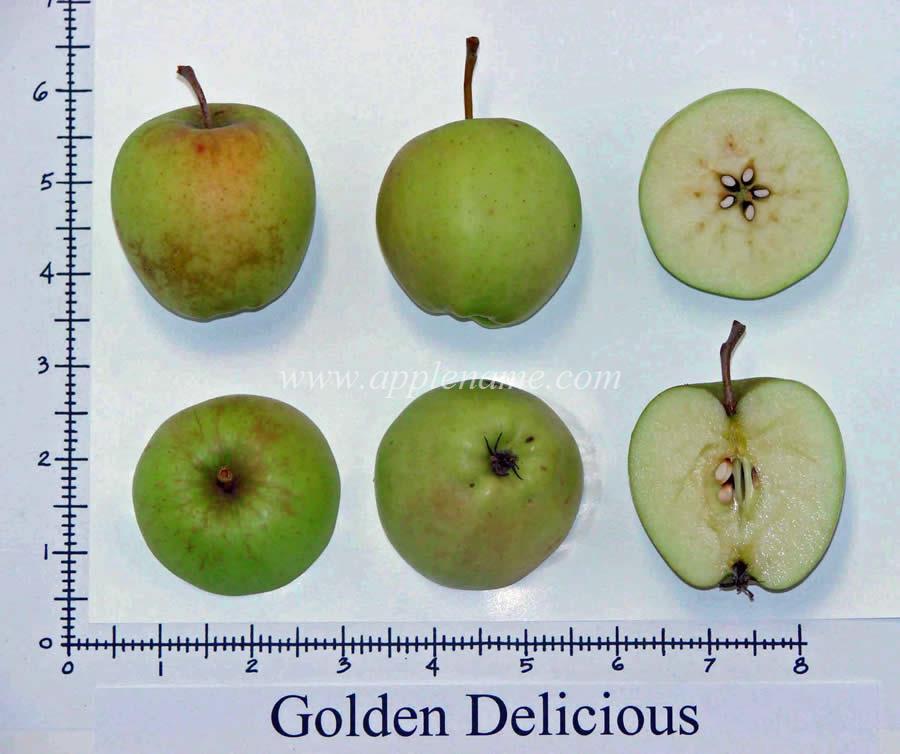 Golden Delicious apple identification