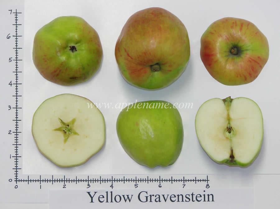 Gravenstein apple identification