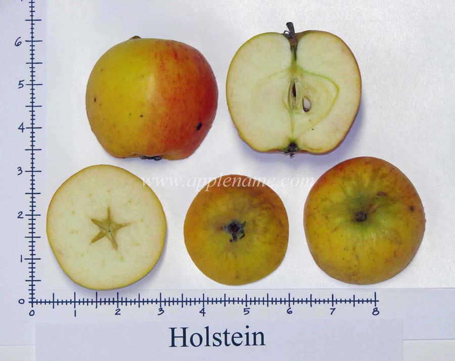 Holstein apple identification