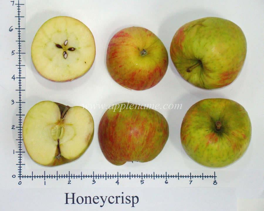 Honeycrisp apple identification