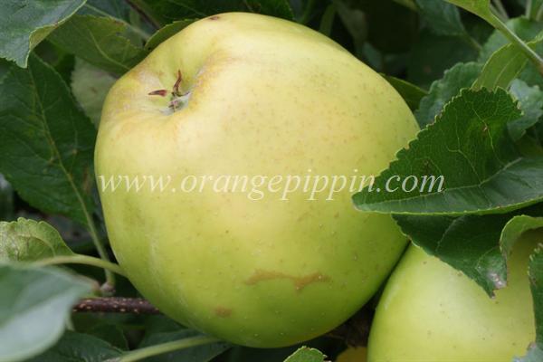 Apple Honeygold Tasting Notes Identification Reviews