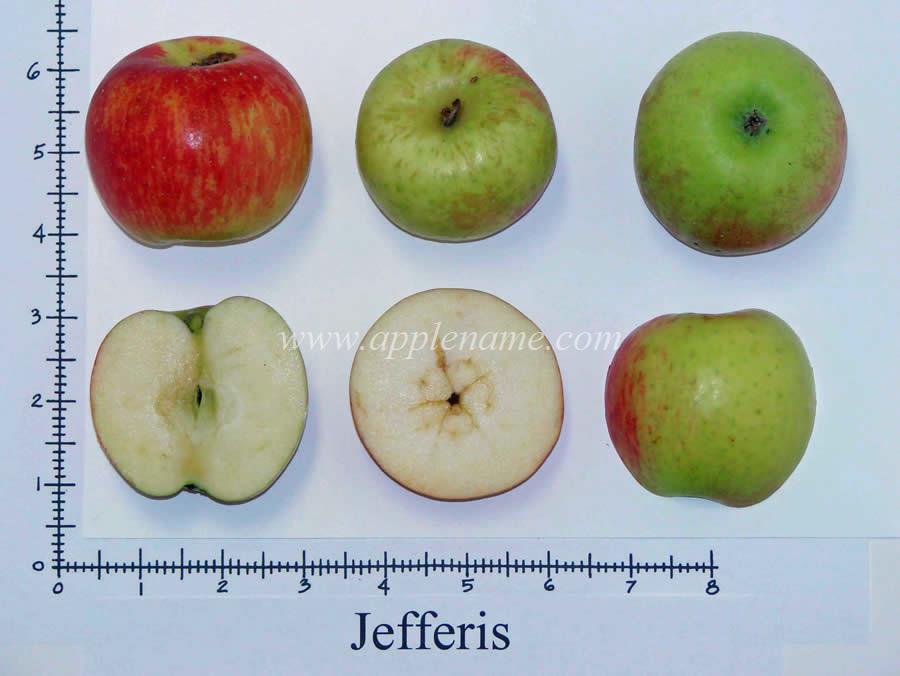 Jefferies apple identification