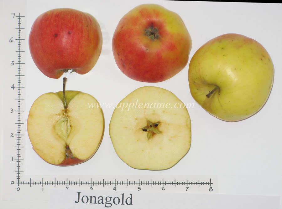 Jonagold apple identification