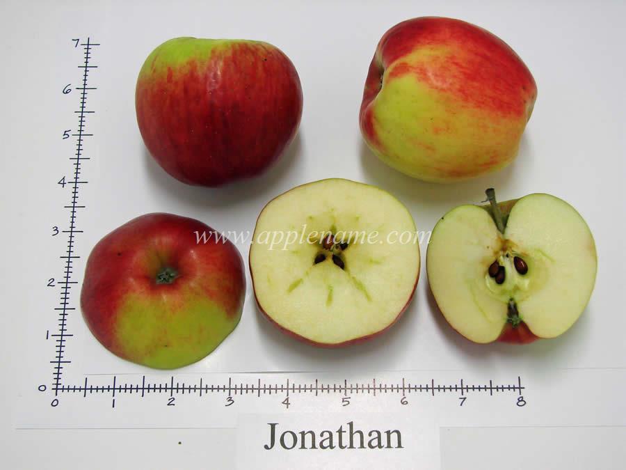 Jonathan apple identification