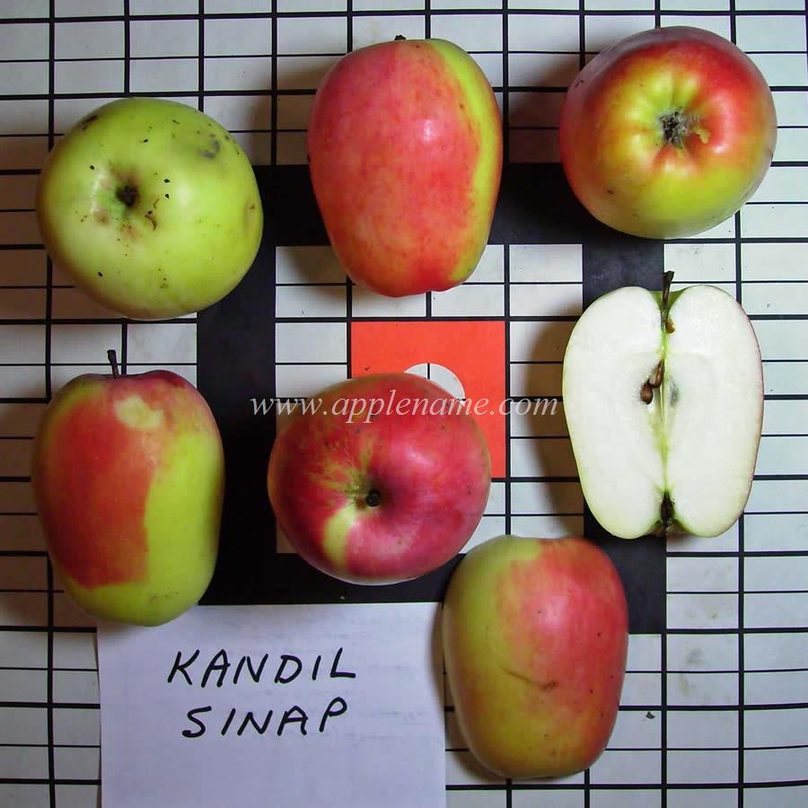 Kandil Sinap apple identification