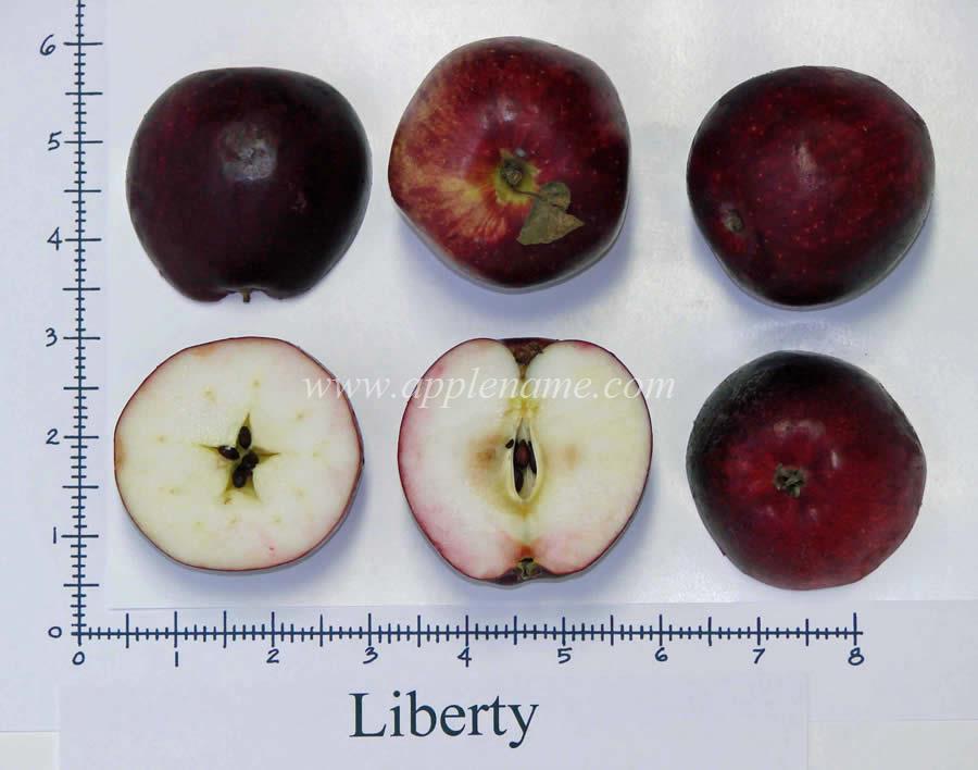 Liberty apple identification