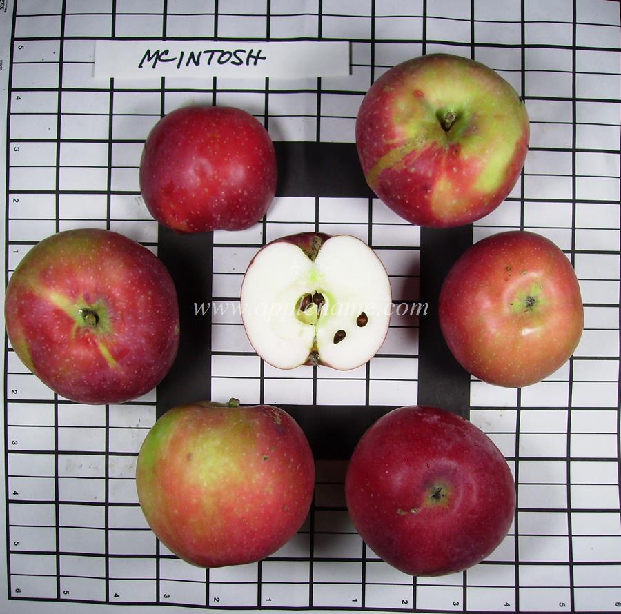 McIntosh apple identification