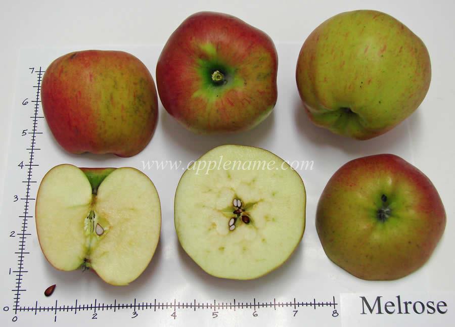 Melrose apple identification