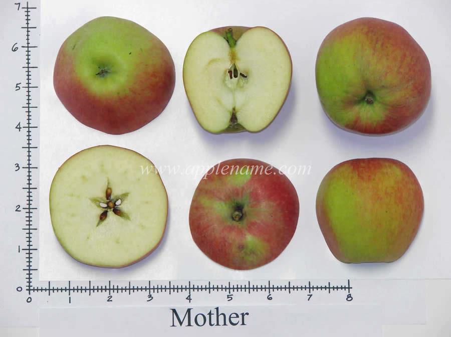 Mother apple identification