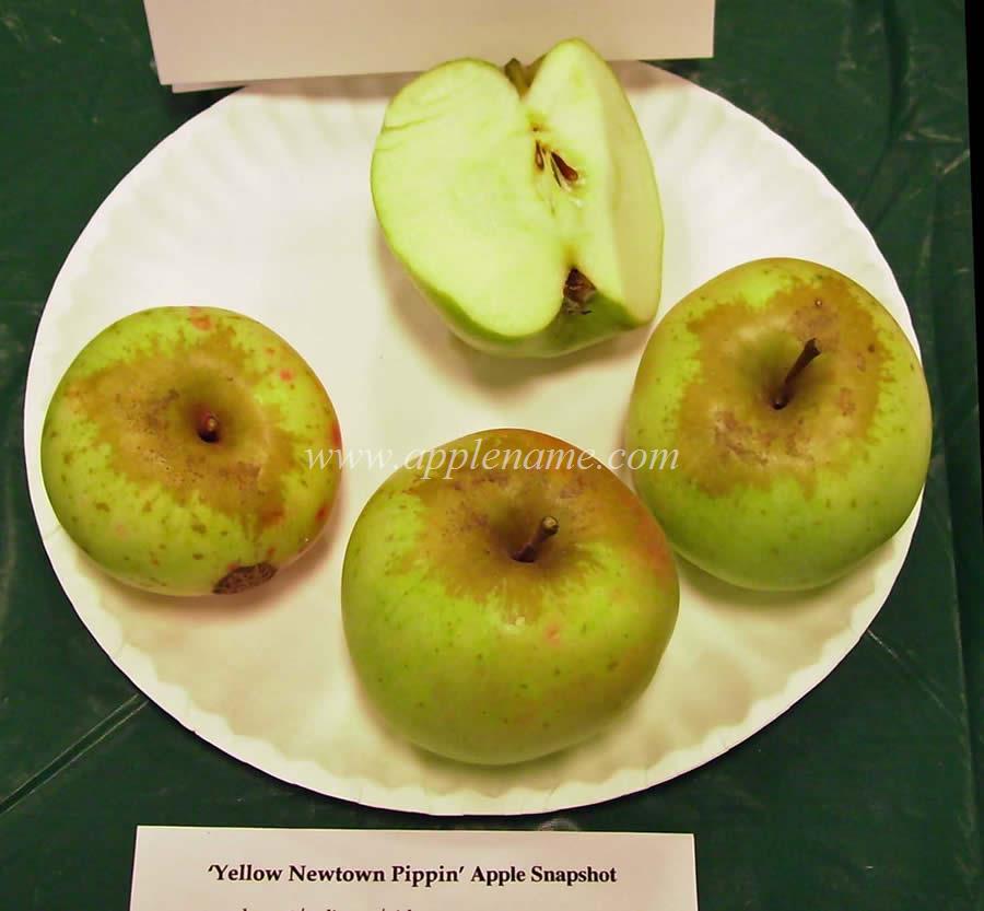 Newtown Pippin apple identification