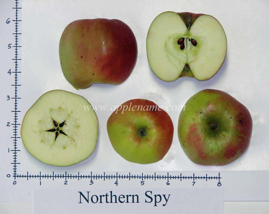 Northern Spy apple identification