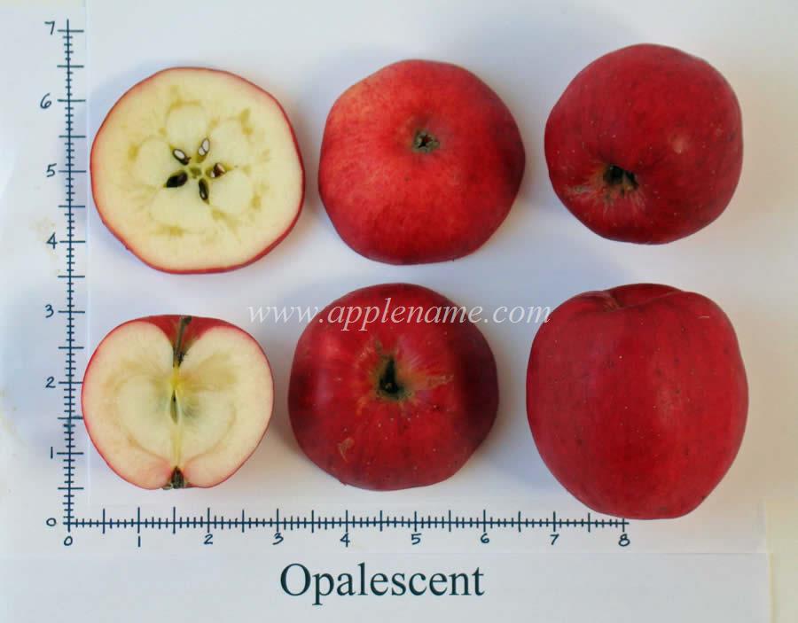 Opalescent apple identification
