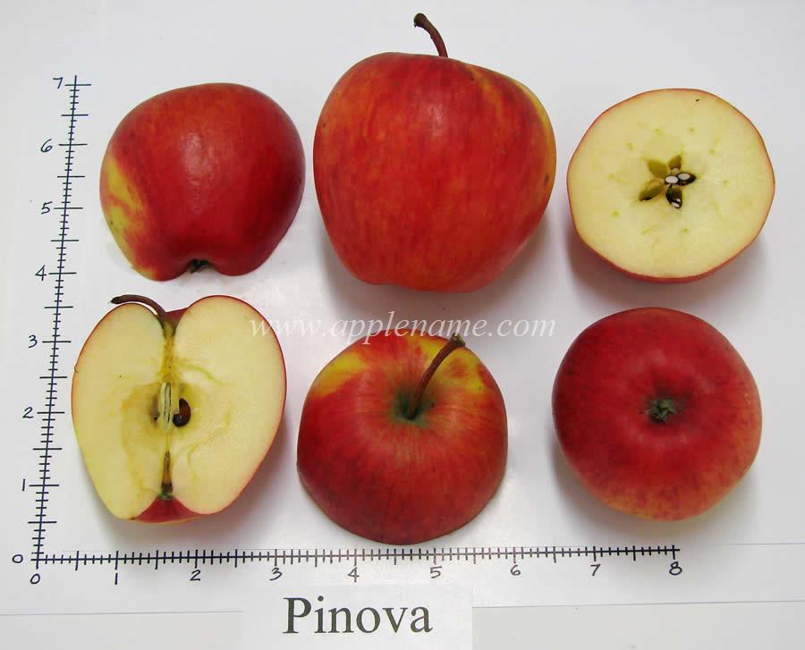 Pinova apple identification