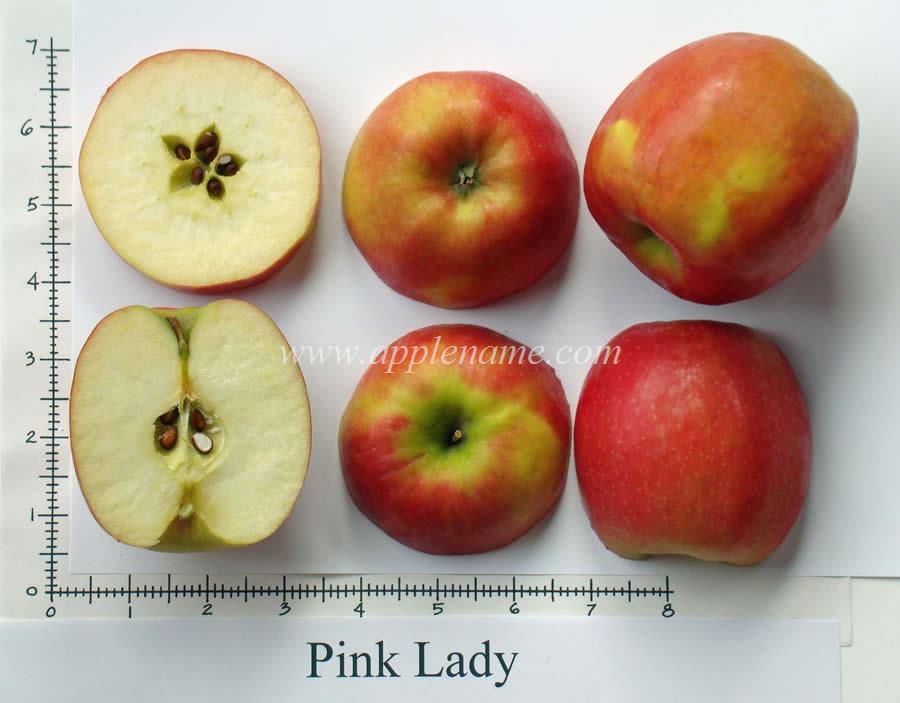 Pink Lady apple identification