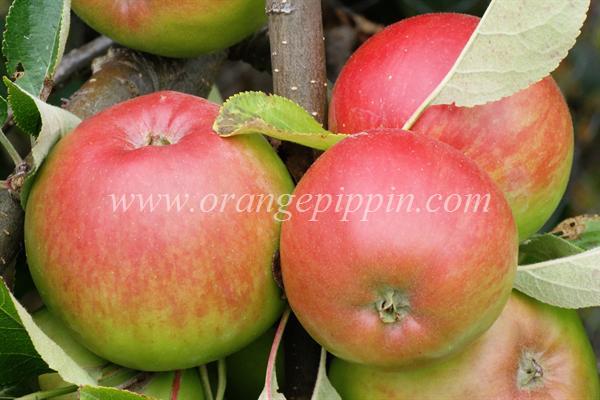 Apple - Prairie Spy - tasting notes, identification, reviews