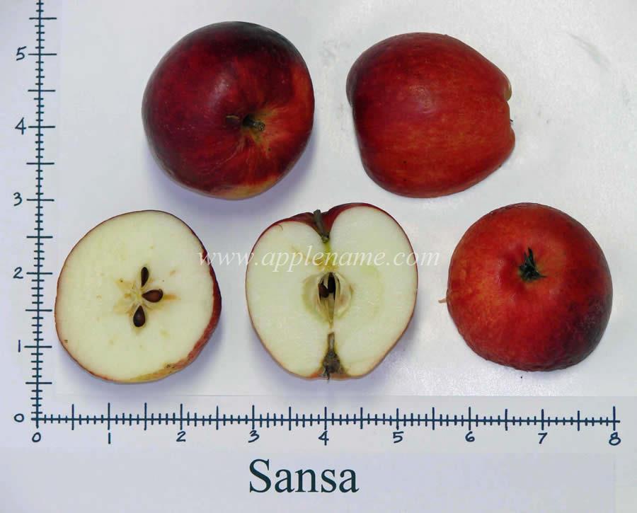 Sansa apple identification