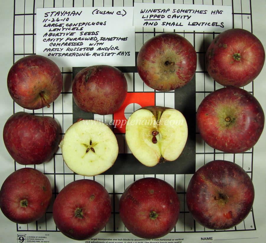 Stayman apple identification