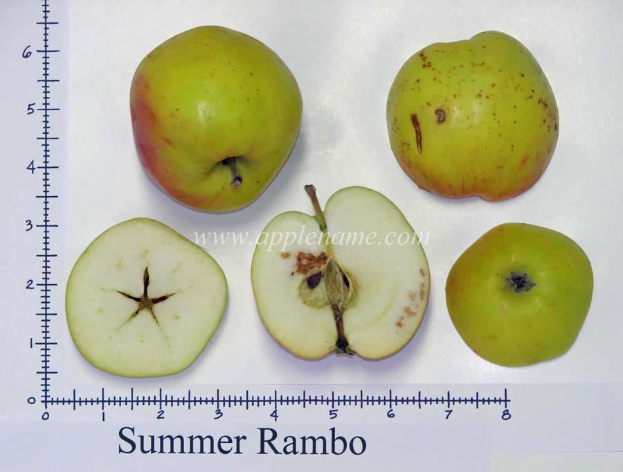 Summer Rambo apple identification